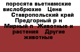 поросята вьетнамские вислобрюхие › Цена ­ 2 500 - Ставропольский край, Предгорный р-н, Мирный п. Животные и растения » Другие животные   